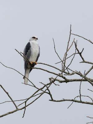 White-tailed Kite / Amerikaanse grijze wouw / Elanus leucurus