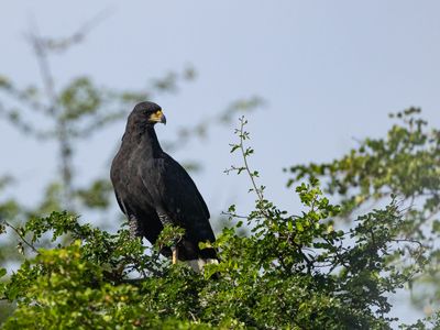 Great Black Hawk / Zwarte arendbuizerd / Buteogallus urubitinga