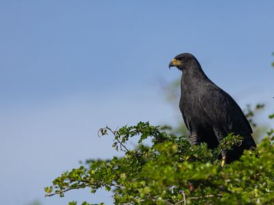 Great Black Hawk / Zwarte arendbuizerd / Buteogallus urubitinga