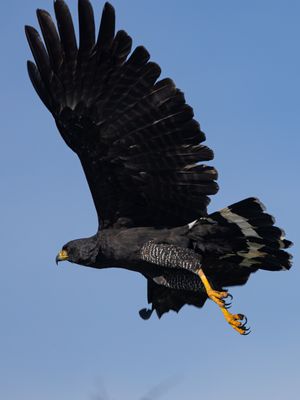 Great Black Hawk / Zwarte arendbuizerd / Buteogallus urubitinga