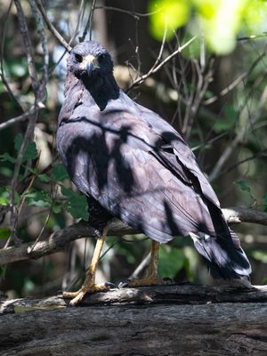 Great Black Hawk / Zwarte arendbuizerd / Buteogallus urubitinga