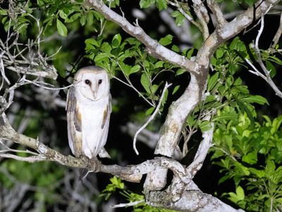 American Barn Owl / Amerikaanse Kerkuil / Tyto furcata