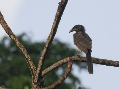 Brown Jay / Bruine gaai / Psilorhinus morio