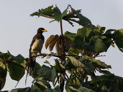Brown Jay / Bruine gaai / Psilorhinus morio