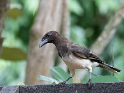 Brown Jay / Bruine gaai / Psilorhinus morio