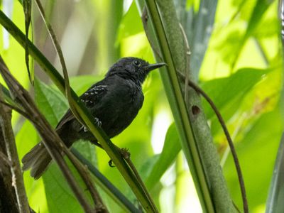 Dusky Antbird / Tiranmiervogel / Cercomacroides tyrannina