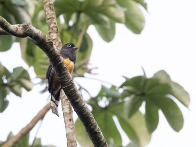 Black-headed Trogon / Zwartkoptrogon / Trogon melanocephalus