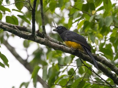 Black-headed Trogon / Zwartkoptrogon / Trogon melanocephalus