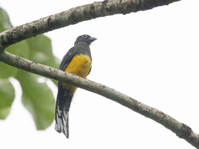 Black-headed Trogon / Zwartkoptrogon / Trogon melanocephalus