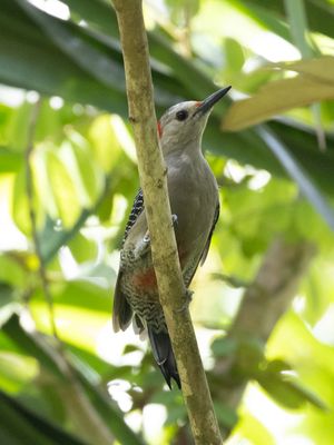 Golden-fronted Woodpecker/ Goudvoorhoofdspecht / Melanerpes aurifrons