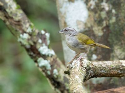 Green-backed Sparrow / Groenruggors / Arremonops chloronotus