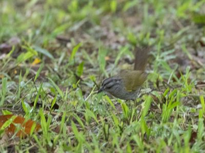 Green-backed Sparrow / Groenruggors / Arremonops chloronotus