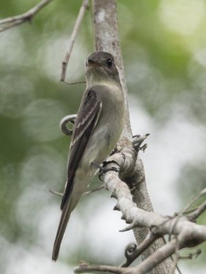 Eastern Wood Pewee / Oostelijke bospiewie / Contopus virens