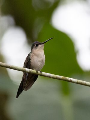 Wedge-tailed Sabrewing / Yucatnsabelvleugel / Pampa pampa