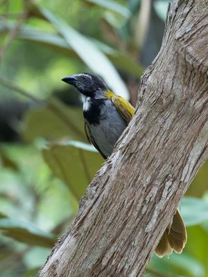 Black-headed Saltator / Zwartkopsaltator / Saltator atriceps