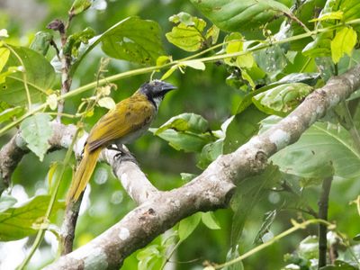 Black-headed Saltator / Zwartkopsaltator / Saltator atriceps