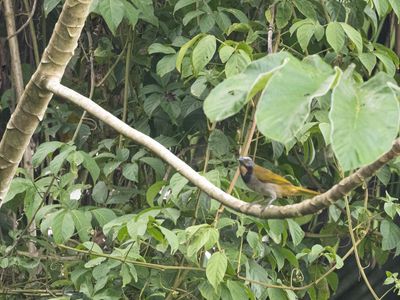 Buff-throated Saltator / Bontkeelsaltator / Saltator maximus