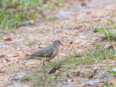 Grey-headed Dove / Grijskopduif / Leptotila plumbeiceps