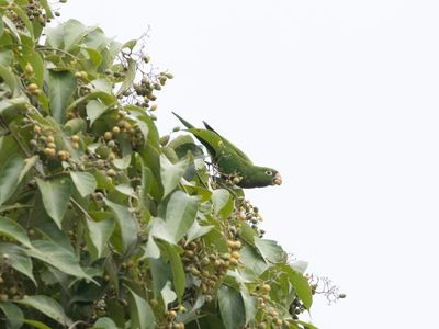 Olive-throated Parakeet / Olijfkeelaratinga / Eupsittula nana