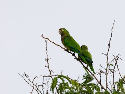 Olive-throated Parakeet / Olijfkeelaratinga / Eupsittula nana