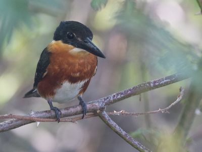 American Pygmy Kingfisher / Groene dwergijsvogel / Chloroceryle aenea