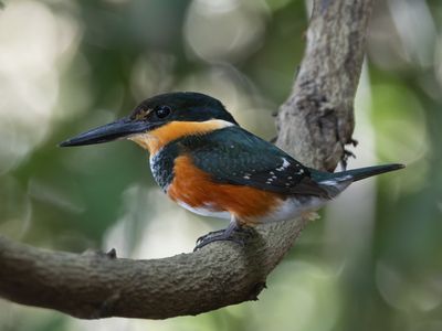 American Pygmy Kingfisher / Groene dwergijsvogel / Chloroceryle aenea