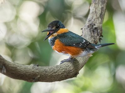 American Pygmy Kingfisher / Groene dwergijsvogel / Chloroceryle aenea