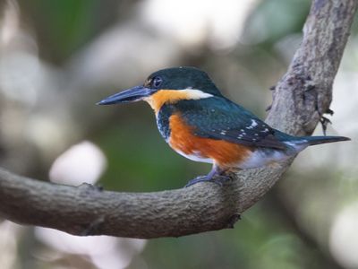 American Pygmy Kingfisher / Groene dwergijsvogel / Chloroceryle aenea