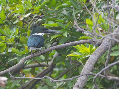 Amazon Kingfisher / Amazoneijsvogel / Chloroceryle amazona