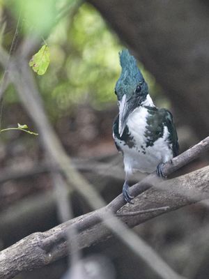 Amazon Kingfisher / Amazoneijsvogel / Chloroceryle amazona