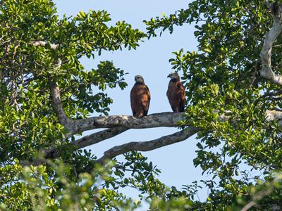 Black-collared Hawk / Moerasbuizerd / Busarellus nigricollis