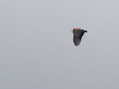 Black-collared Hawk / Moerasbuizerd / Busarellus nigricollis