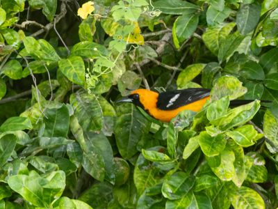 Hooded Oriole / Maskertroepiaal / Icterus cucullatus