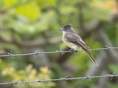 Brown-crested Flycatcher / Cayennetiran / Myiarchus tyrannulus