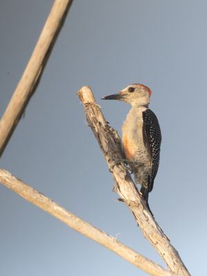 Velasquez's Woodpecker ssp dubius / Velasquez' specht / Melanerpes santacruzi dubius