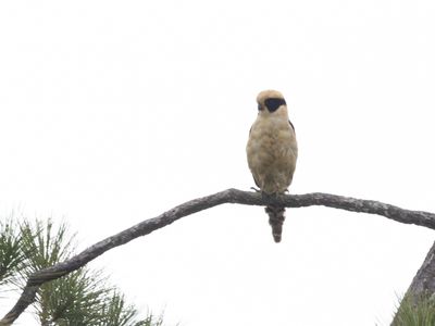 Laughing Falcon / Lachvalk / Herpetotheres cachinnans