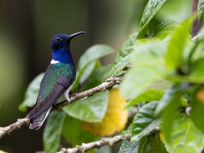 White-necked Jacobin / Witnekkolibrie / Florisuga mellivora