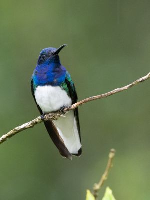 White-necked Jacobin / Witnekkolibrie / Florisuga mellivora