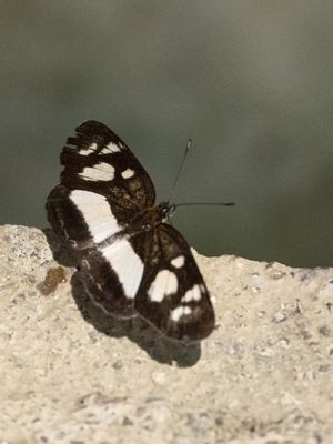 g13/62/962762/3/174364029.c90a276a.JPEG