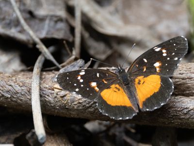 Crimson-patch Checkerspot / Chlosyne janais 
