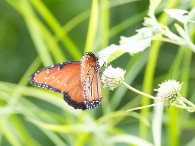 Queen Butterfly / Danaus gilippus