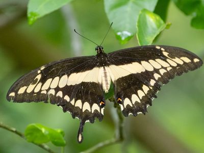 Thoas swallowtail / Papilio thoas