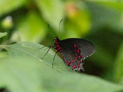 Pink-spotted Cattleheart / Parides photinus
