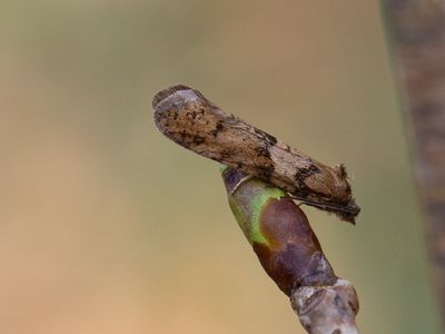 Voorjaarsbladroller / Tortricodes alternella