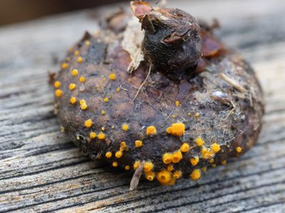 Arachnopeziza aurelia / Eikenspinragschijfje