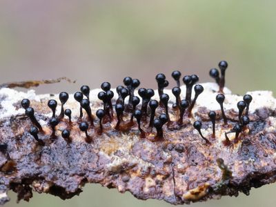 Metatrichia floriformis / Donkerbruin kelkpluisje
