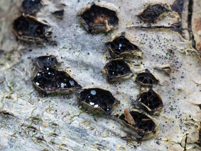 Polydesmia pruinosa / Kernzwamknopje