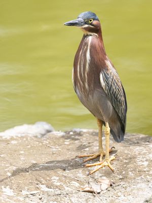 Green Heron / Groene Reiger / Butorides virescens