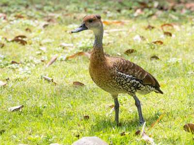 West Indian Whistling Duck / West-Indische fluiteend / Dendrocygna arborea