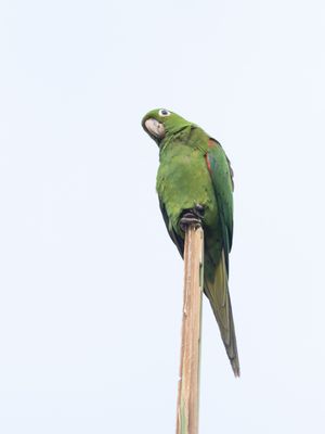 Hispaniolan Parakeet / Hispaniola-aratinga / Psittacara chloropterus